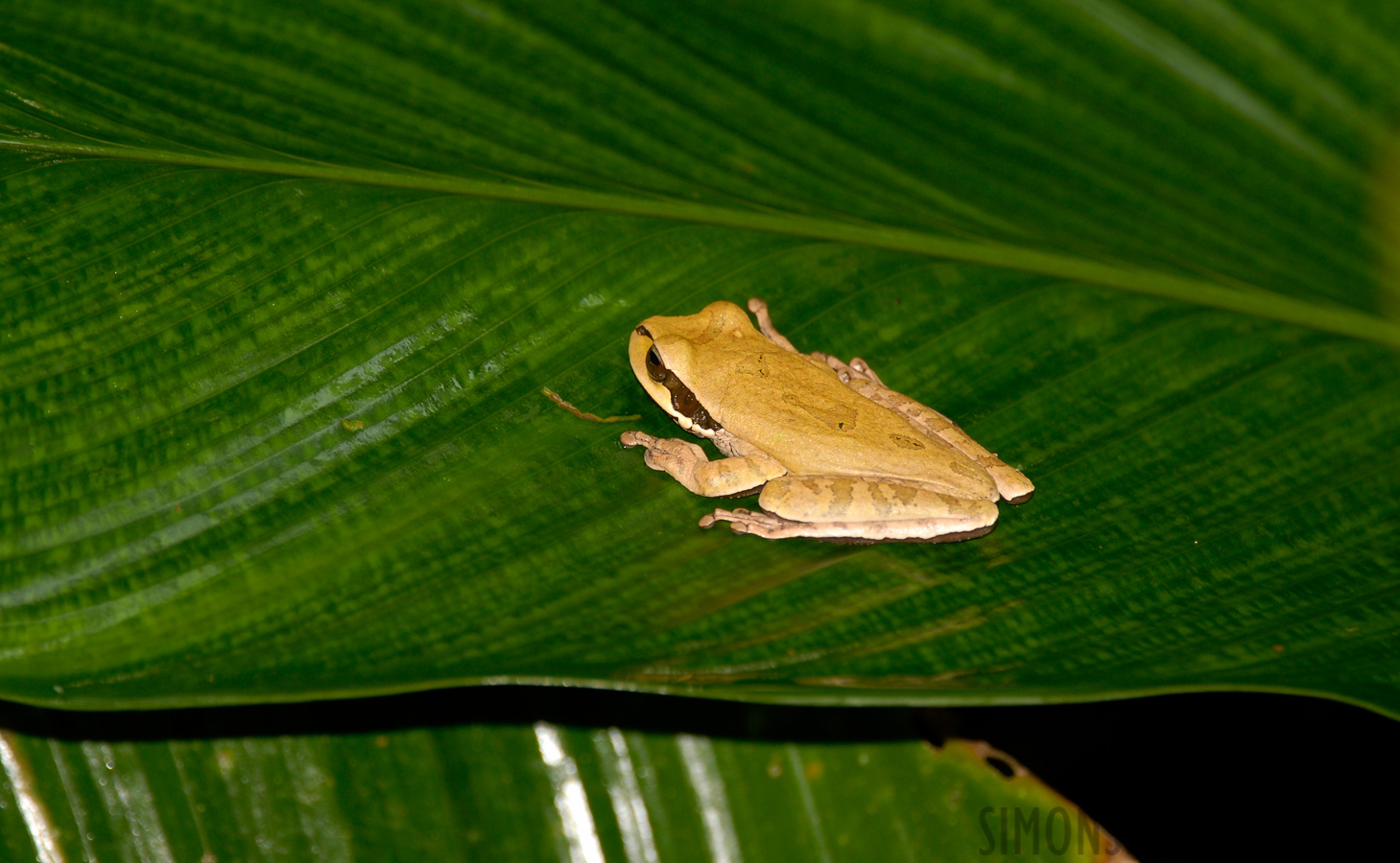 Craugastor noblei [400 mm, 1/60 sec at f / 5.0, ISO 200]